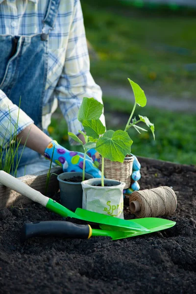 Brotos Horta Mulher Jardineiro Mãos Luvas Jardinagem Plantio Fundo Conceito — Fotografia de Stock