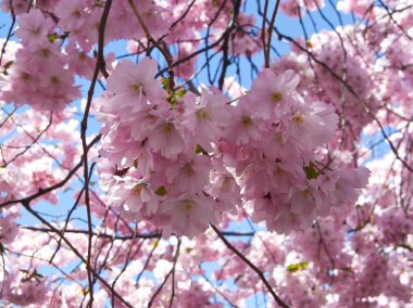 Sakura pembe çiçekleri