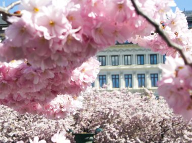 Sakura pembe çiçekleri