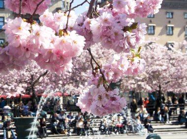 Sakura pembe çiçekleri