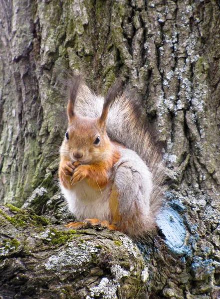 Squirrel on the tree — Stock Photo, Image