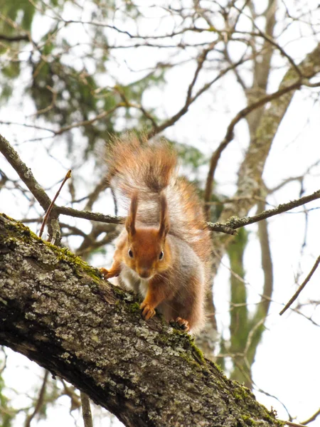 Eichhörnchen auf dem Baum — Stockfoto