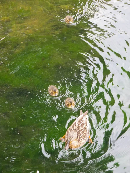 Ente im Teich — Stockfoto