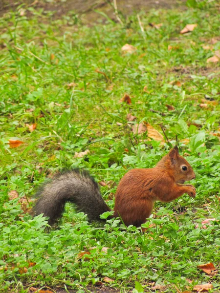 Liten röd ekorre — Stockfoto