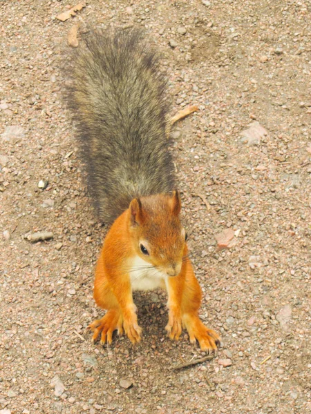 Little red squirrel — Stock Photo, Image