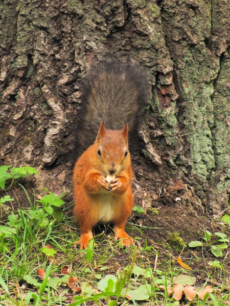 红色的小松鼠 — 图库照片