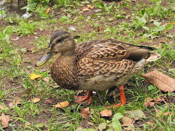 Pato na costa — Fotografia de Stock