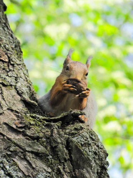 Squirrel on the tree — Stock Photo, Image