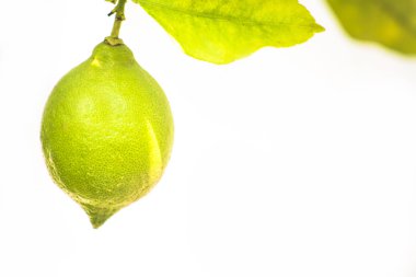 Beyaz yaprakların arasında yeşil limon. Limon ağacıyla