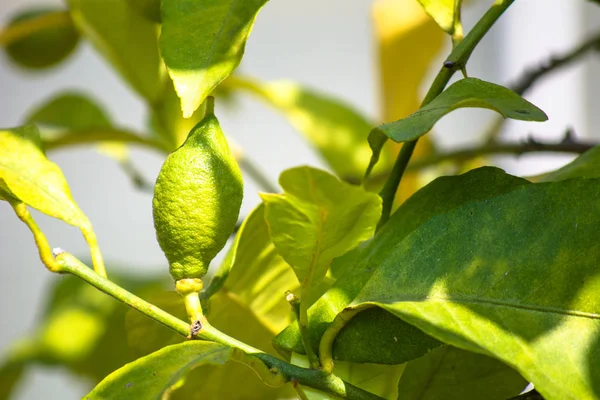 Зеленый лимон среди листвы. Лимонное дерево с фруктами . — стоковое фото