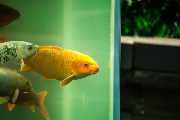 Goldfish in an outdoor aquarium — Stock Photo, Image