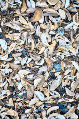 Deniz kumu üzerinde bir sürü kabuk var. Yakın plan..