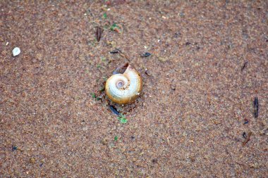 Baltık Denizi 'nin kumlarında deniz kabuğu. Yakın plan..