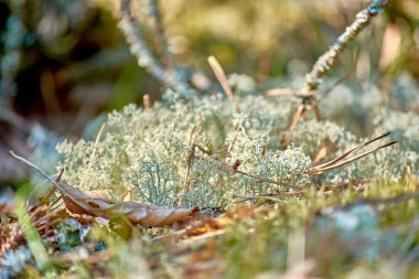 Moss and lichen. Green lichens covered tree branches. clipart