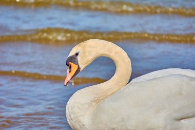 Baltık Denizi kıyısında deniz kuğuları. Deniz Burnu ve Beyaz Bir