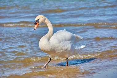 Baltık Denizi kıyısında deniz kuğuları. Deniz Burnu ve Beyaz Bir