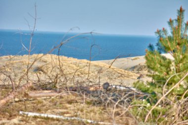 Çöl manzarası. Kum, seyrek bitki örtüsü. Kalinin 'in kum tepeleri