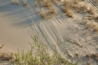 Çöl manzarası. Kum, seyrek bitki örtüsü. Kalinin 'in kum tepeleri