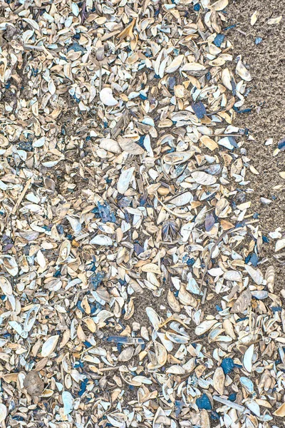 Un montón de conchas en la arena del mar. Primer plano . — Foto de Stock