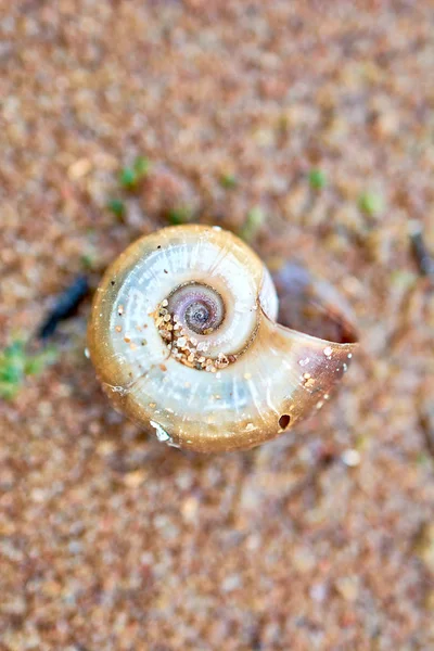 Shell on the sand of the Baltic Sea. Close-up. — Stock Photo, Image