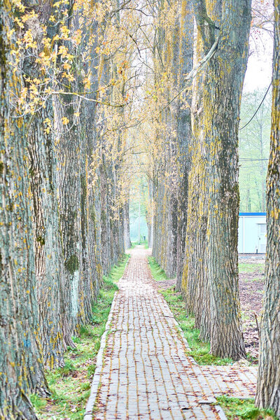 Alley going into the distance. Trees growing along the edges of 