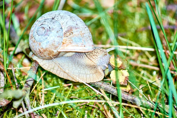 Grape snail sitting on a branch among the grass — Stock Photo, Image