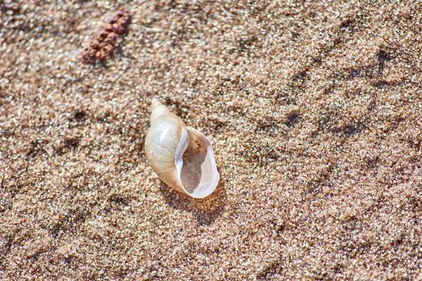 Shell on the sand of the Baltic Sea. Close-up. — Stock Photo, Image