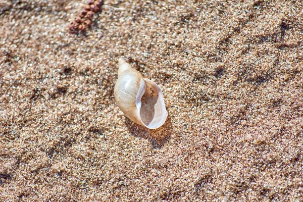 Shell on the sand of the Baltic Sea. Close-up. — Stock Photo, Image