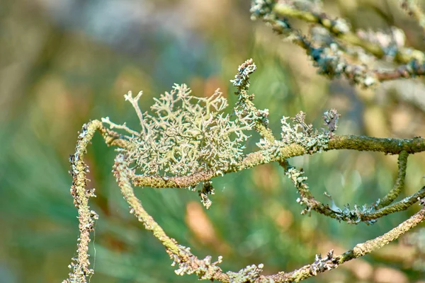 Moss y liquen. Árboles cubiertos de líquenes verdes . —  Fotos de Stock