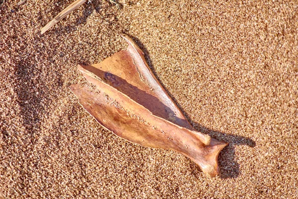 The bird bone lies on the sea sand. Old and brown. — Stock Photo, Image
