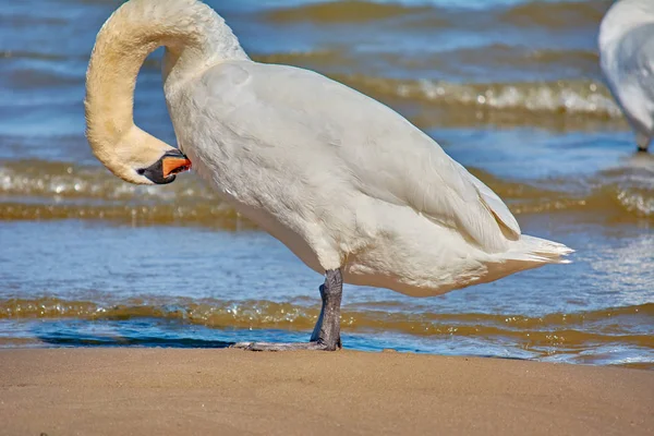 Schwäne an der Ostseeküste. Seelandschaft und weißer Bir — Stockfoto