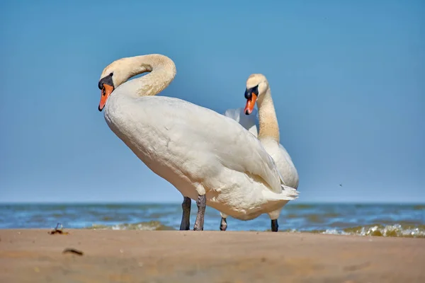 Sea swans on the coast of the Baltic Sea. Seascape and white bir