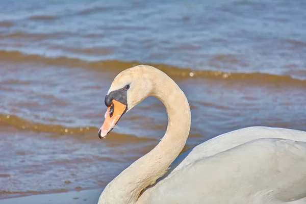 Schwäne an der Ostseeküste. Seelandschaft und weißer Bir — Stockfoto