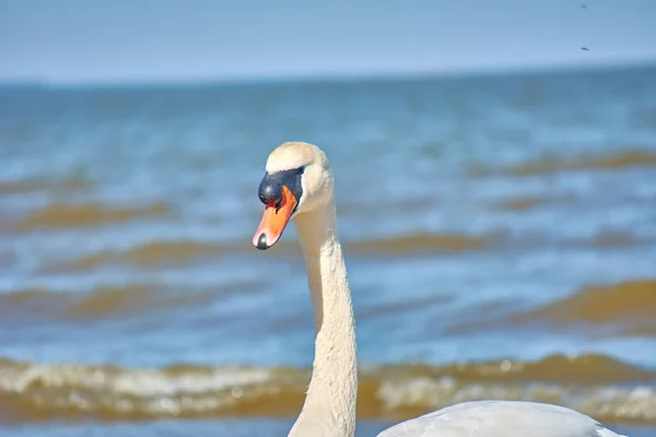 Cigni marini sulla costa del Mar Baltico. Mantello marino e bir bianco — Foto Stock