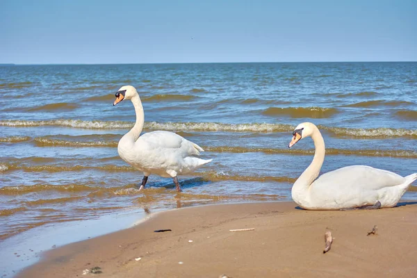 Sea swans on the coast of the Baltic Sea. Seascape and white bir