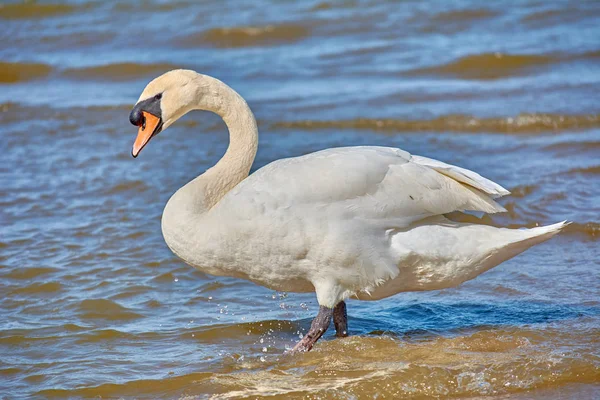 Schwäne an der Ostseeküste. Seelandschaft und weißer Bir — Stockfoto