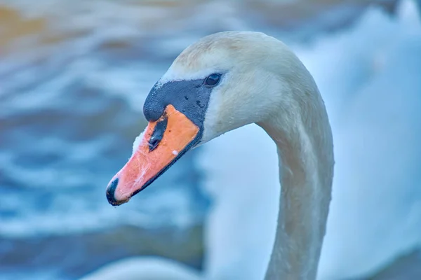 Cisnes marinhos na costa do Mar Báltico. Bico-marinho e branco — Fotografia de Stock