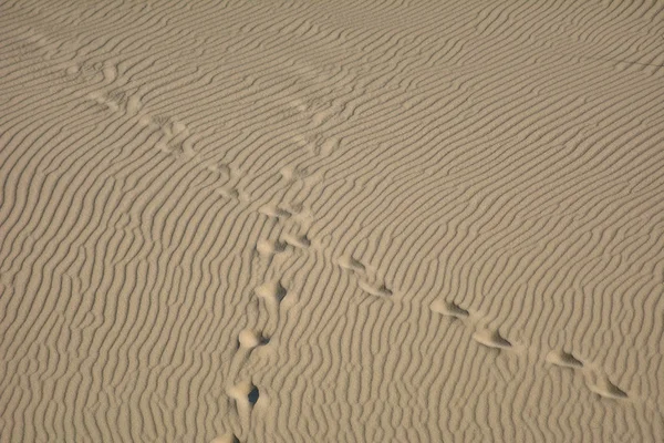 Paisaje del desierto. Arena, vegetación escasa. Dunas de arena de Kalinin — Foto de Stock