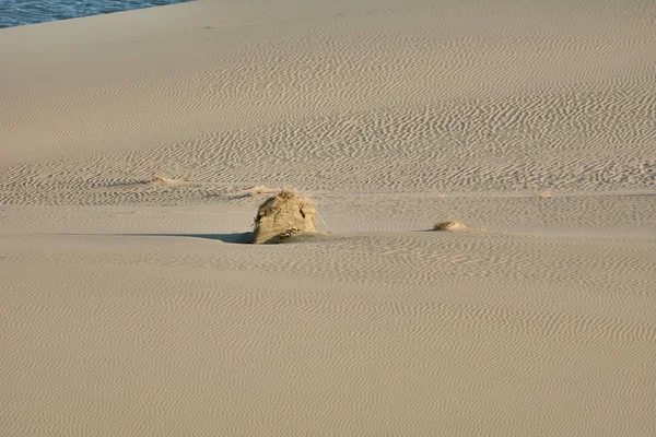 Ökenlandskap. Sand, glest växtlighet. Sanddyner i Kalinin — Stockfoto