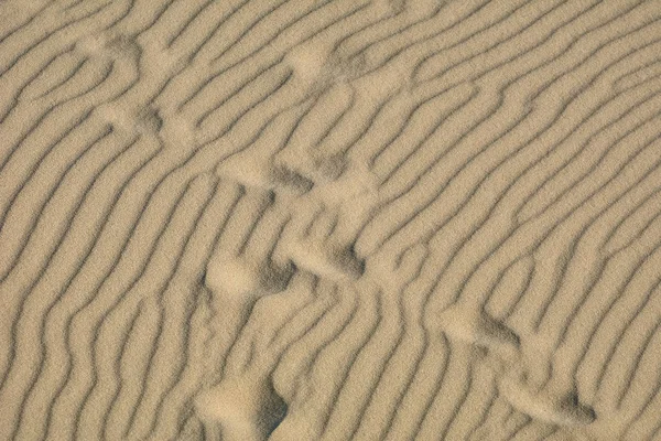 Woestijnlandschap. Zand, schaarse vegetatie. Zandduinen van Kalinin — Stockfoto