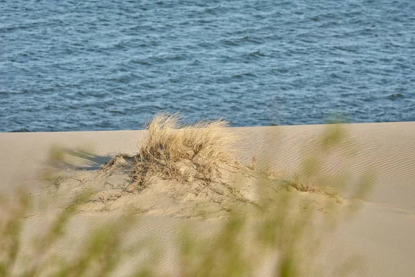 Ökenlandskap. Sand, glest växtlighet. Sanddyner i Kalinin — Stockfoto