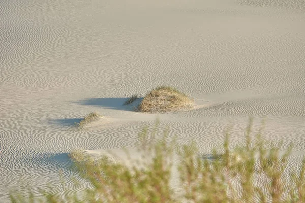 Ökenlandskap. Sand, glest växtlighet. Sanddyner i Kalinin — Stockfoto