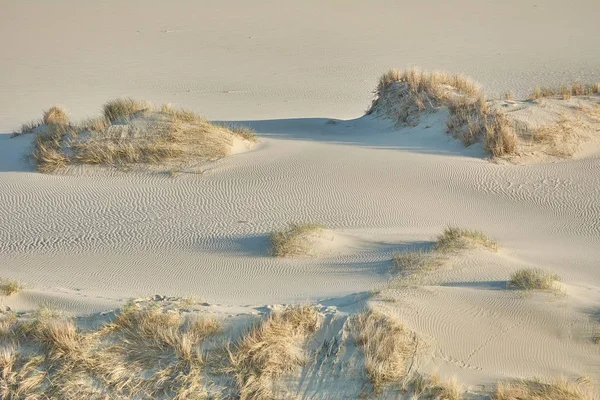 Paisaje del desierto. Arena, vegetación escasa. Dunas de arena de Kalinin —  Fotos de Stock