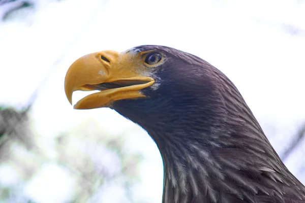 นกอินทรีทะเลของ Steller (Haliaeetus pelagicus) ใกล้ชิด นกขนาดใหญ่ — ภาพถ่ายสต็อก