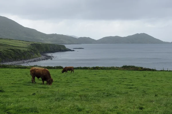 Krajobraz wybrzeża Irlandii Obraz Stockowy