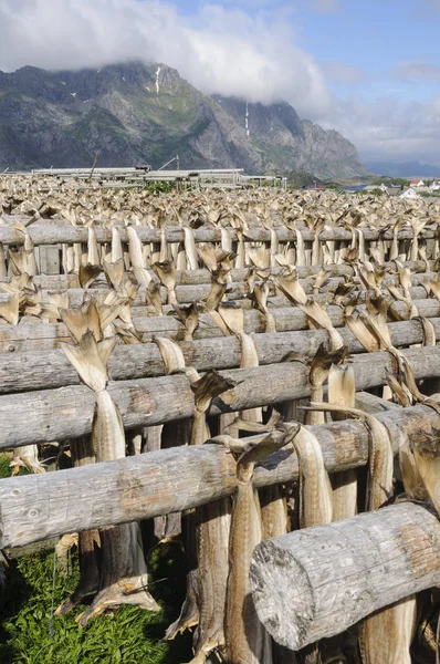 Codfishes drying in Lofoten Islands — Stock Photo, Image