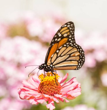 Monarch kelebek pembe Zinnia çiçeği üzerinde besleme