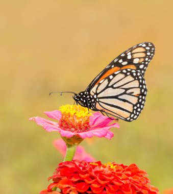 Monarch kelebek pembe Zinnia yaz güneşte üzerinde
