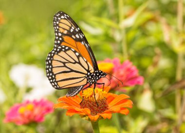 Monarch kelebek bir renkli, parlak yaz bahçesinde besleme ventral görünümü