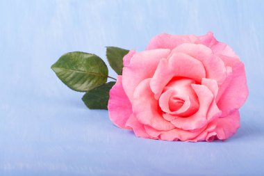 Bir boyalı ışık mavi zemin üzerine, kopya alanı büyük pembe Gül